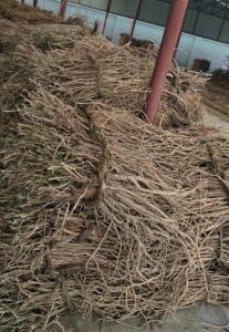 China Hair Growth Astragalus Extract 10% Astragaloside 4 1.6% Cycloastragenol wholesale