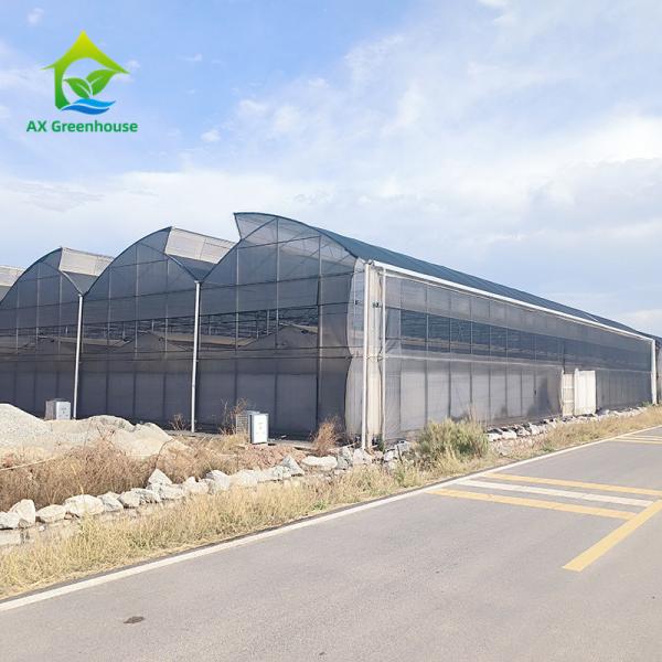 Multi-span Customized Size Agricultural Poly Tunnel Plastic Film Tomato Greenhouse