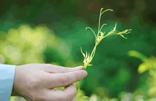 Contain Vitamin E Amino Acid Flavonoids Fermented Tea Lingering Sweetness Taste