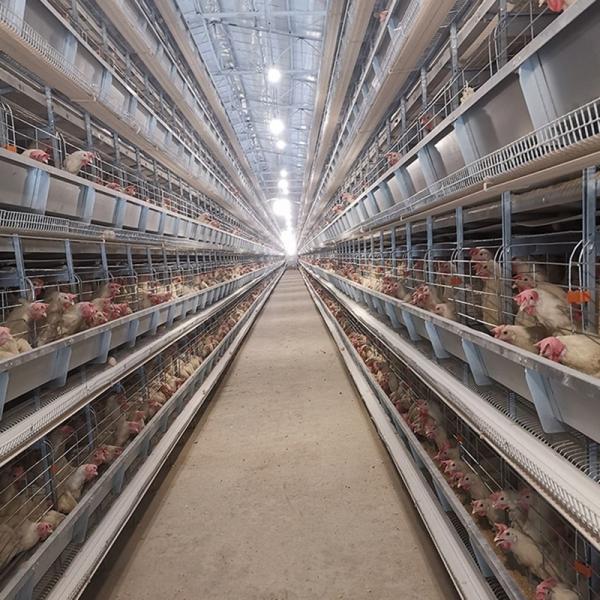 30000 Brids H Type Chicken Cages Egg Layer Quail Cages Automatic Layer Poultry