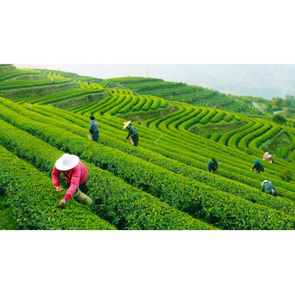 Curved Shape Organic Green Tea Long Jing Green Tea Pan - Frying Processing