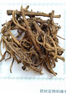 China Dandelion root powder, Taraxacum mongolicum root powder on sale