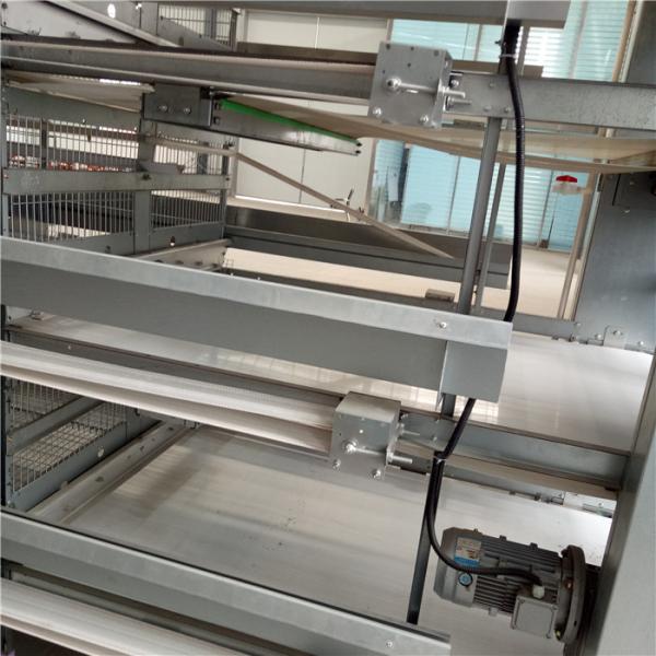 H Type Poultry Automation Equipment , Manure Removal Poultry Raising Equipment