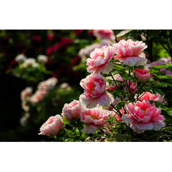 Pure Natural Extracted Peony Fragrance Essence Oil with Moisturizing and Nourishing Properties for Facial Treatment