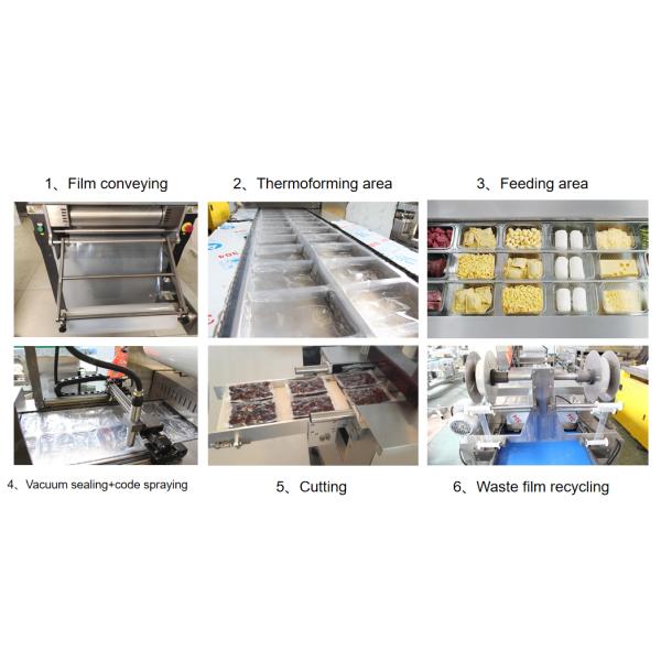 Thermoforming Vacuum Packing Machine Multifunctional Packaging Machine