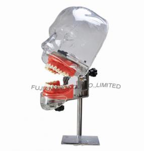 China dummy dental head simulator training/dental dummy for simulation training wholesale