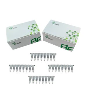 China Isothermal PCR Amplification Kit Freeze Dried Reagent Metal Bath And Water Bath Pot Compatible wholesale