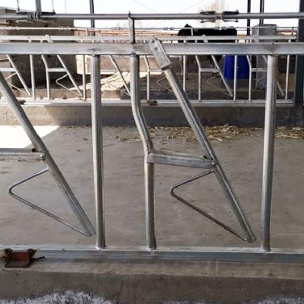 Customized Hot Galvanized Cow Head Lock Farm Feeding Equipment