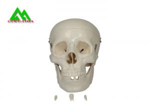 China Plastic Medical Teaching Models Anatomical Human Skull For Studying Anatomy wholesale