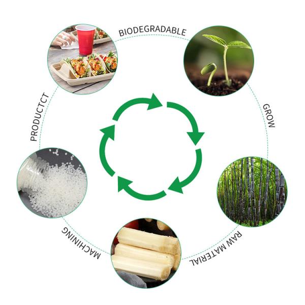 Taco Holder Taco Plate 3 Compartments Takeaway Box Biodegradable Sugarcane Bagasse Taco Food Tray