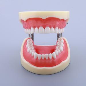 Buy cheap Waxless Medical Simulation Pvc Anatomical Human Tooth Model from wholesalers