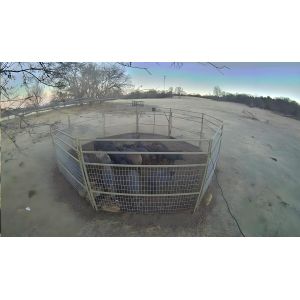 Two Door Animal Trap Cage 2.2M Collapsible Large Wild Animal Cage For Boar Wolf