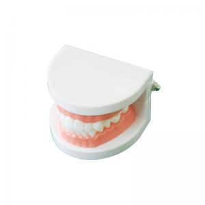 China Plastic Dental Model of Tooth Anatomical Model with A 32 Tooth Dental Teaching Model wholesale