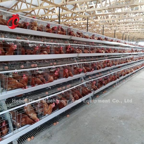 Automatic Poultry Battery Cage System Coated Wire With Long Lifespan Nigeria Sandy
