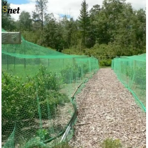 Sturdy UV Resistant Bird Netting 40M Fruit Tree Bird Netting Customized