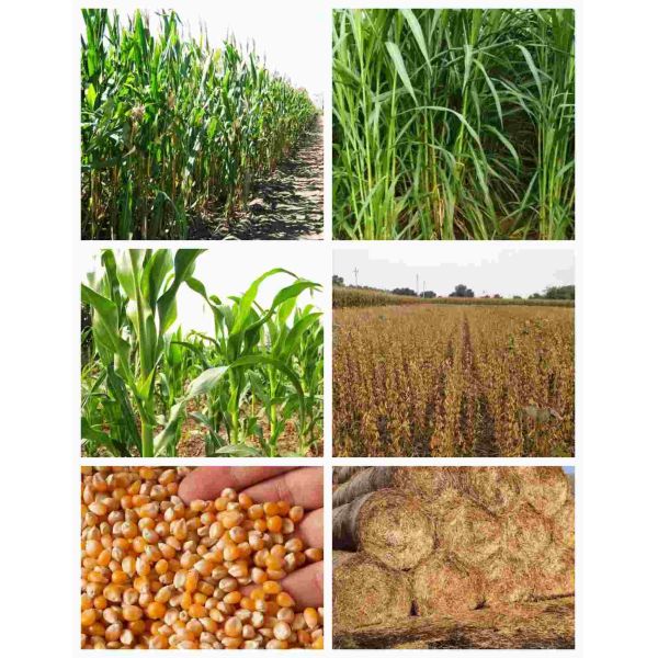 Cow Goat Hay Chopper Machine Straw Silage Chaff Cutter Machine Fodder 3t-10t