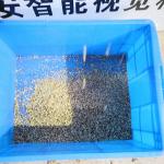 CE Certified 8 Channels Walnut Shelling Machine 380V 2 Tons Capacity
