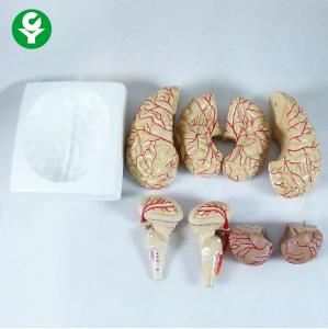 China Half Size Brain Anatomy Model / Human Brain Model  Frontal With Parietal Lobes wholesale
