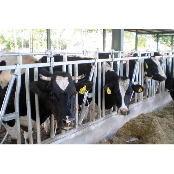 Hot Galvanized Steel Fence Squeeze Crush