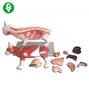 China Realistic Animal Cat Anatomy Model Medical Science Education 40*16*35.5cm wholesale