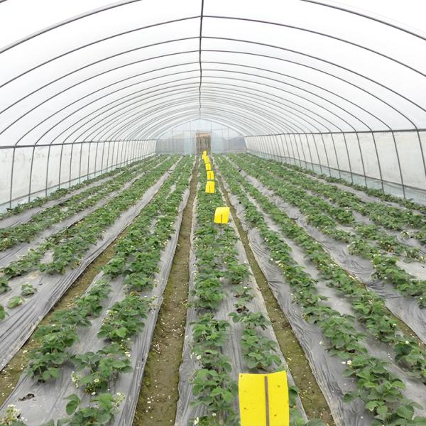 48mm Arch Pipe 150 Micron Agriculture Plastic Film Covered Single Tunnel Polyethylene Film Greenhouse