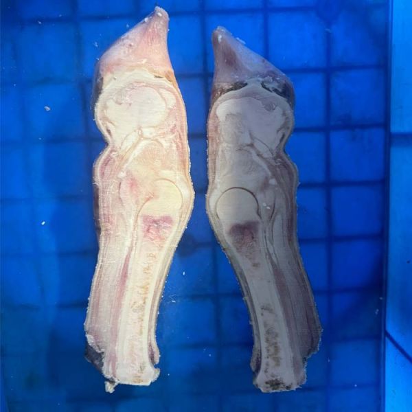 Frozen Beef Trotters/Feet Splitter Saw Cutting Machine With Conveyor Belt Cut Into Half