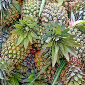 100000U/G-1200000U/G Bromelain And Papain Fully Soluble In Water Providing