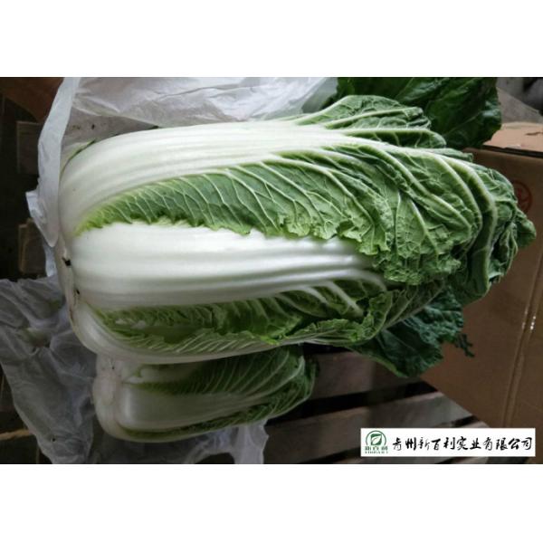 Delicious Chinese Manufactured Cabbage , Cruciferous Chinese Flowering Cabbage