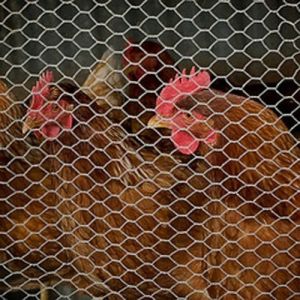 China hexagonal wire netting,Chicken Wire Mesh,Galvanized Hexagonal Wire Netting wholesale
