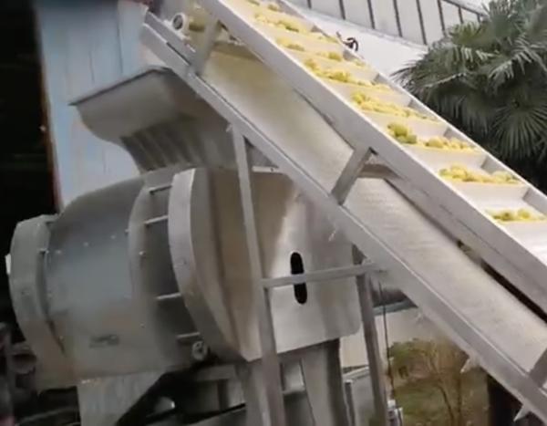 Quality citrus juice extract machine , citrus skin remover, citrus peeler equipment for sale