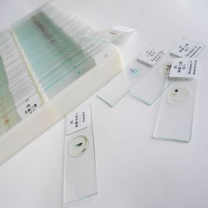 100pcs Biological Animal Tissue Medical Microscope Slides With Specimens