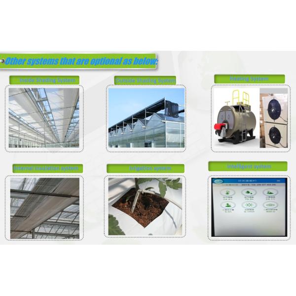 Intelligent Venlo Glass Greenhouse For Tomato Strawberry Growing Turnkey Project