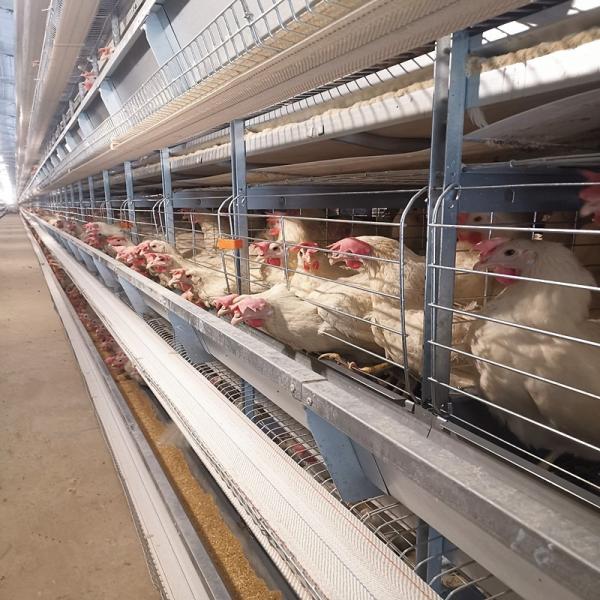 30000 Brids H Type Chicken Cages Egg Layer Quail Cages Automatic Layer Poultry