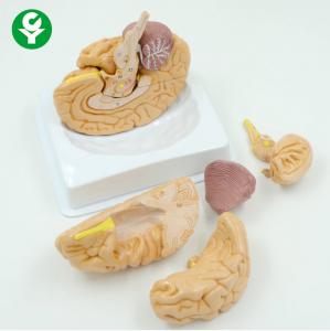 China Eight Teaching Detailed Brain Model Anatomy High Accuracy Plastic Material wholesale