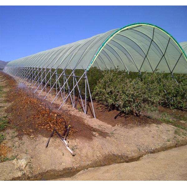 Galvanized Steel Frame Tunnel PE Film Greenhouse Single Span For Agriculture