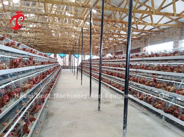 A Type 160 Capacity Layer Battery Cage System , Egg Laying Chicken Cage Sandy