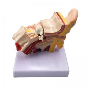 China Medical Teaching Types c Anatomy 3D Desktop Inner Ear Model wholesale