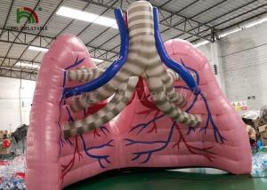 China Flesh - Colored Blow Up Simulation Lung Model Organ Show Tent For Medical Study wholesale