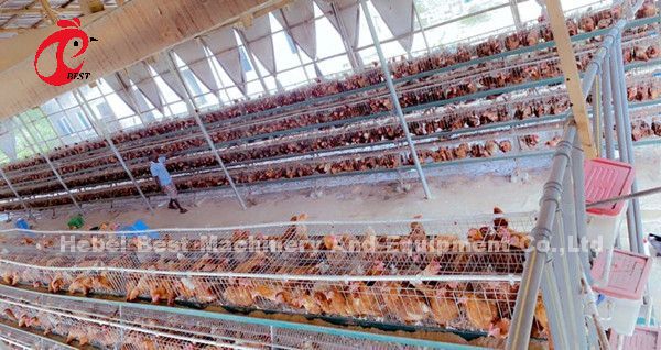 A Type 160 Capacity Layer Battery Cage System , Egg Laying Chicken Cage Sandy