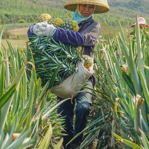 100000U/G-1200000U/G Bromelain And Papain Fully Soluble In Water Providing Enzyme Preparation Sample