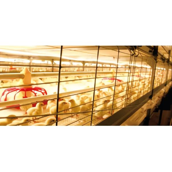 Automatic Battery Egg Layer Cages , Chicken Laying Hens Cage Poultry Farming Equipment