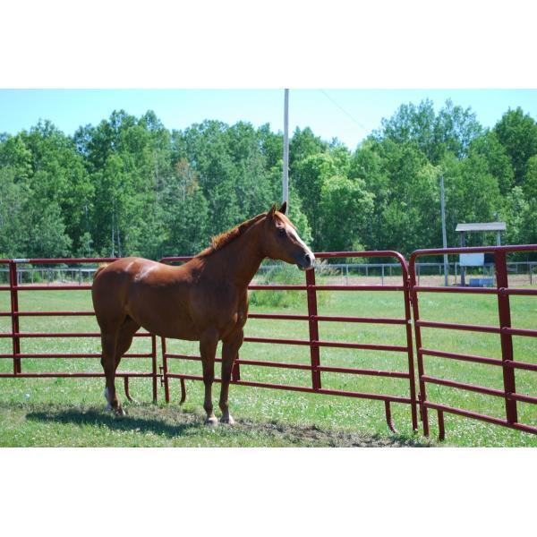 12ft Reg Corral Fence Heavy Duty Galvanized Round Pipe Portable Pens For Horses