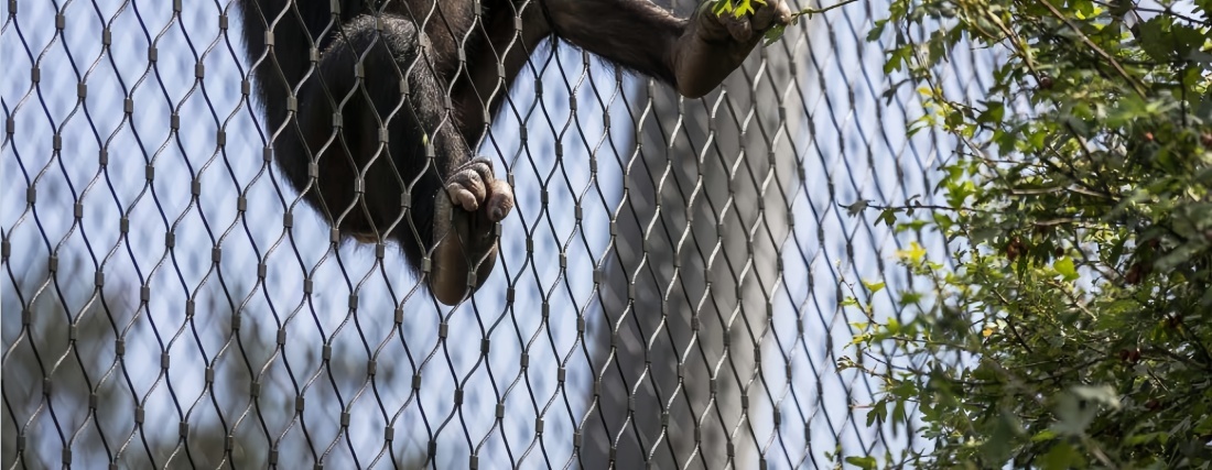 2.5 Meters Height Stainless Steel Wire Rope Mesh Fencing For Zoo Exterior Enclosure