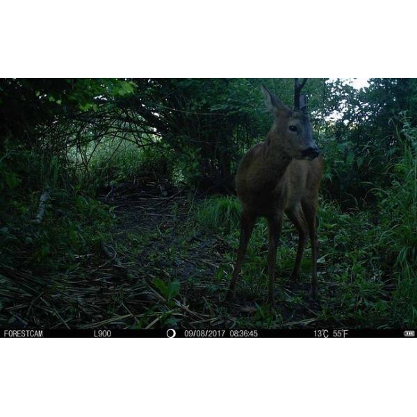 Small Night Vision Hunting Camera Waterproof IP66 Hidden Type TF Card 32GB