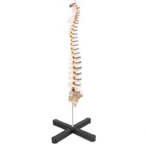 Buy cheap Compact Medical Plastic Simulation 3kgs Vertebral Column Model 80cm from wholesalers