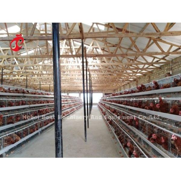 Galvanized A Type Chicken Farming Cage System 20 Years Lifespan Doris