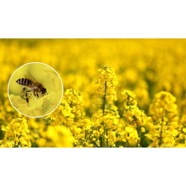 Natural Nutritional Rapeseed Bee Pollen Granules For Bee Feeding