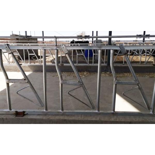 1.2m/Cow Cow Head Lock