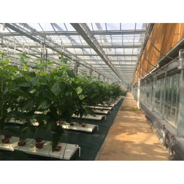 Mulit Span Commercial Glass Greenhouse Venlo Shape Span Width 9.6 / 10.8 / 12m