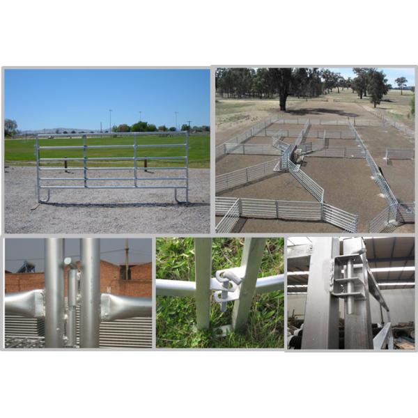 Environment Protection Cattle Corral Panels Galvanized Cattle Panels Various Sizes